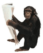 Scimmi che legge il giornale